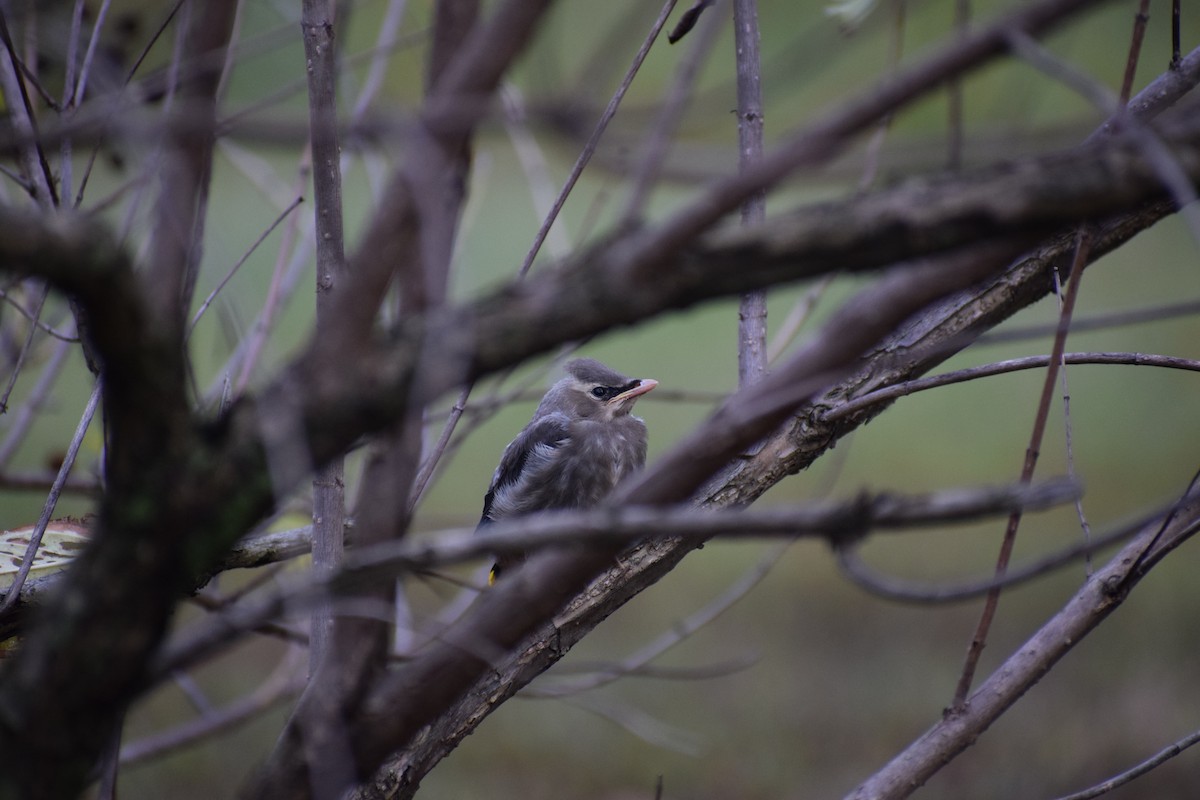 Cedar Waxwing - ML624131208