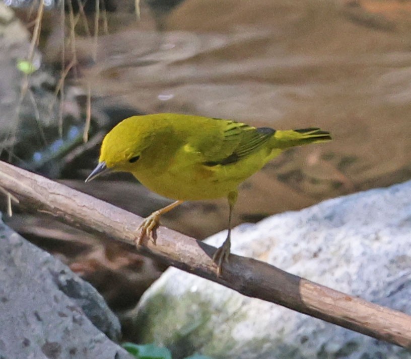 Yellow Warbler - ML624131229