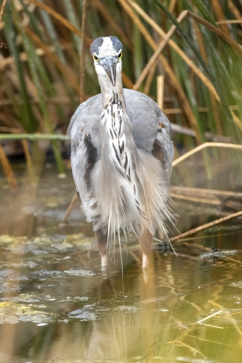 Great Blue Heron - ML624131237