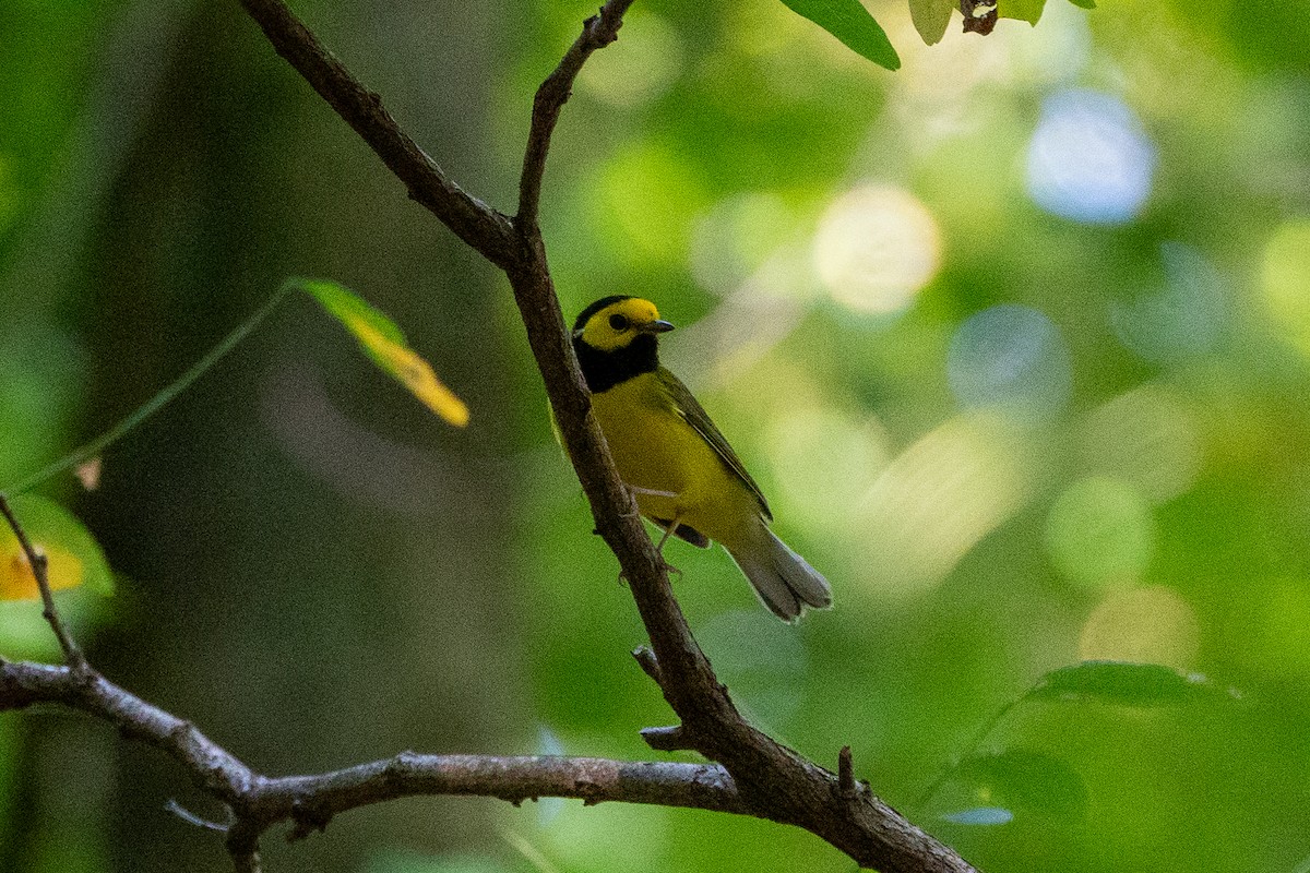 Hooded Warbler - ML624131241