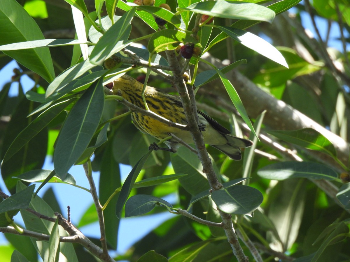 Cape May Warbler - ML624131247