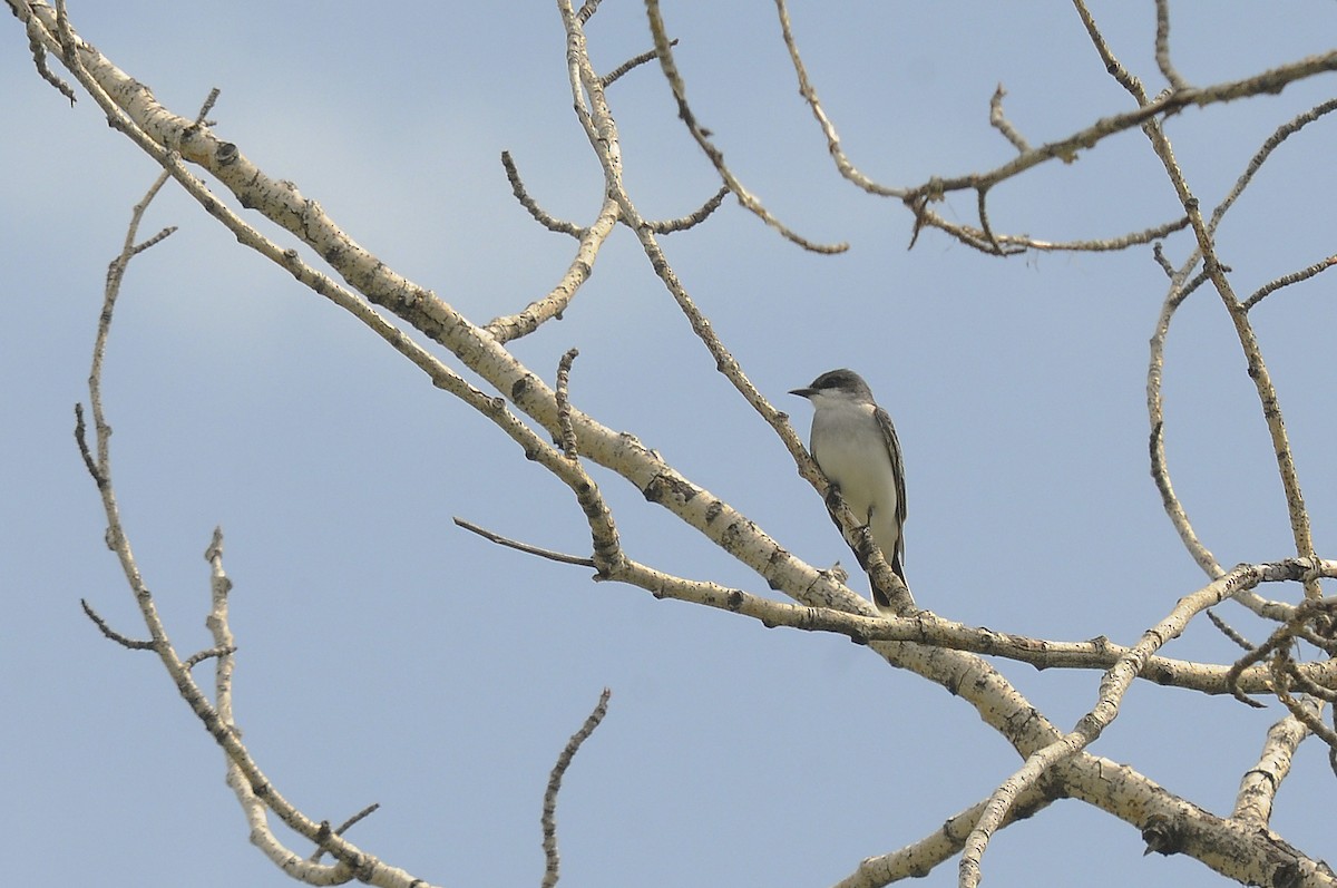 Eastern Kingbird - Augusto Faustino