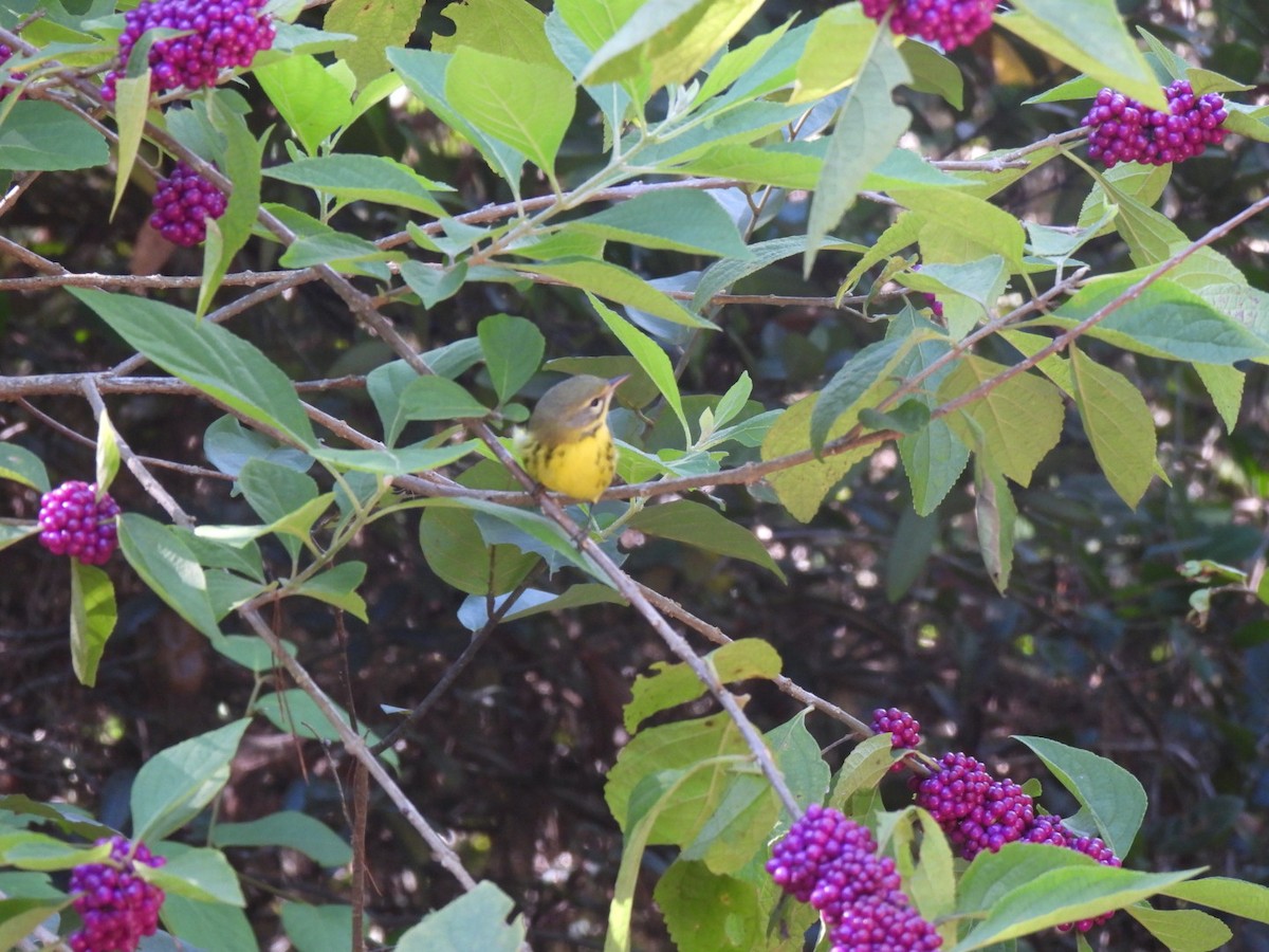 Prairie Warbler - ML624131333