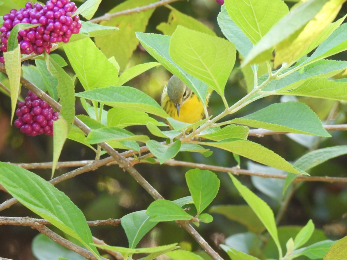 Prairie Warbler - ML624131334