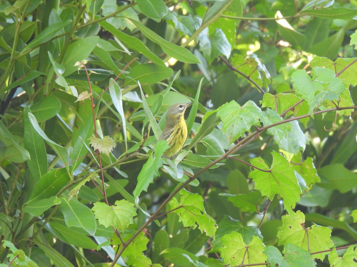 Prairie Warbler - ML624131335