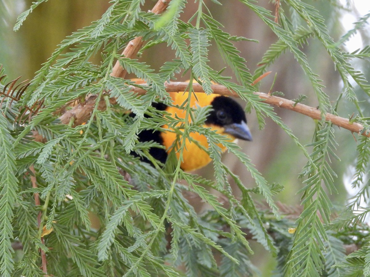 Northern Red Bishop - ML624131339