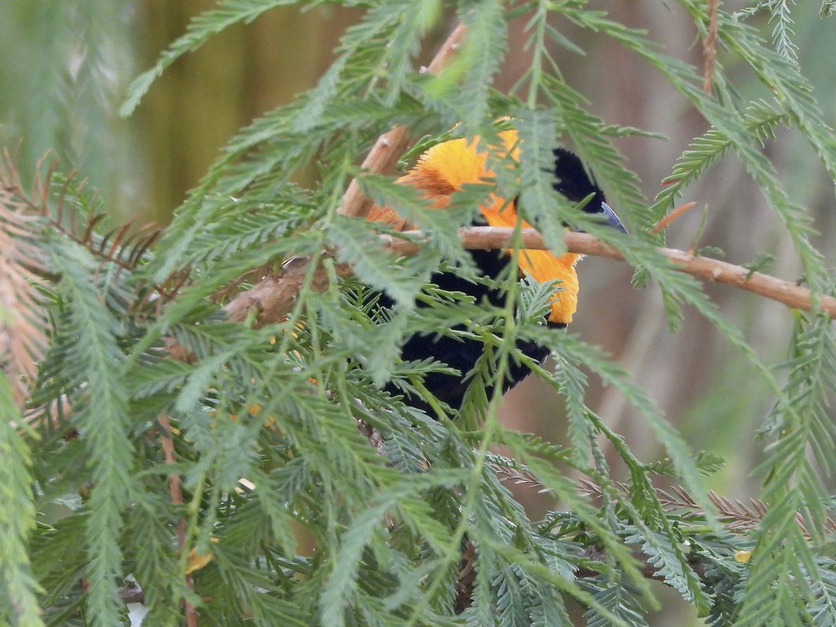 Northern Red Bishop - ML624131340