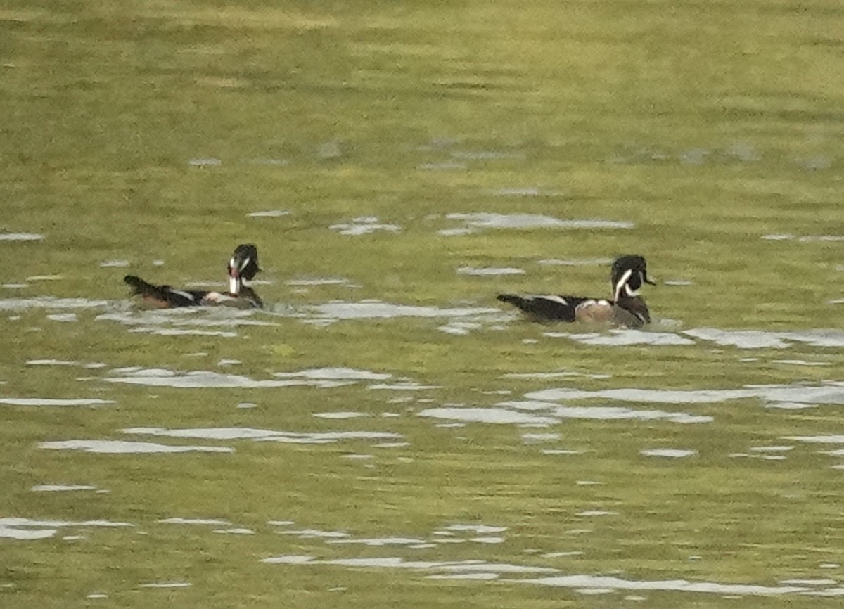 Wood Duck - ML624131342