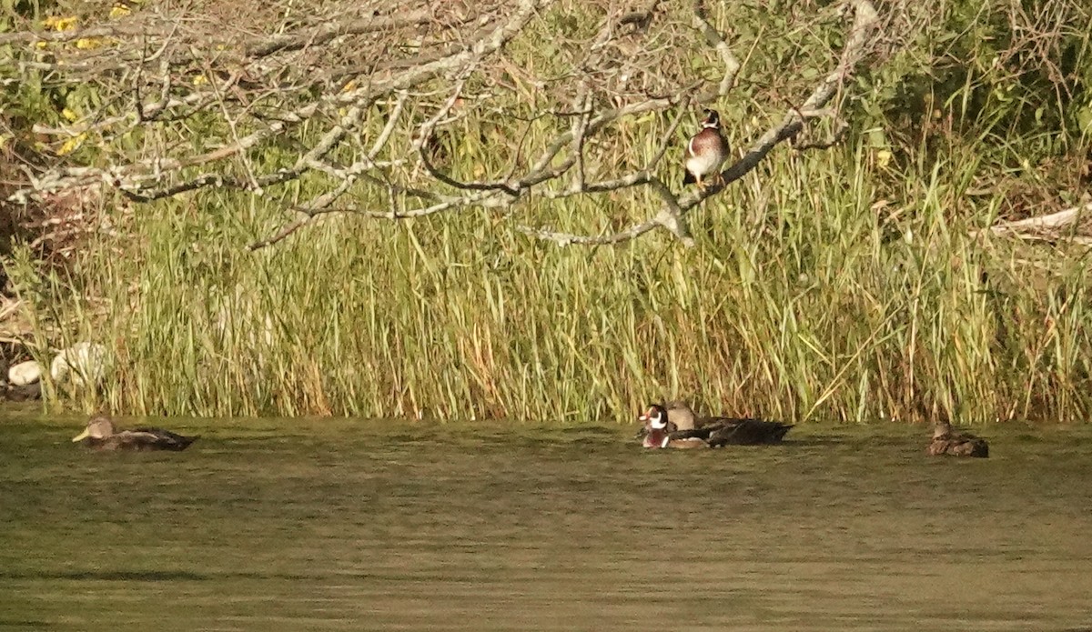 Wood Duck - ML624131343