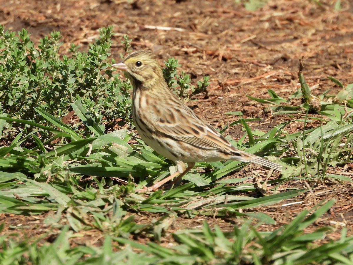 Savannah Sparrow - ML624131347