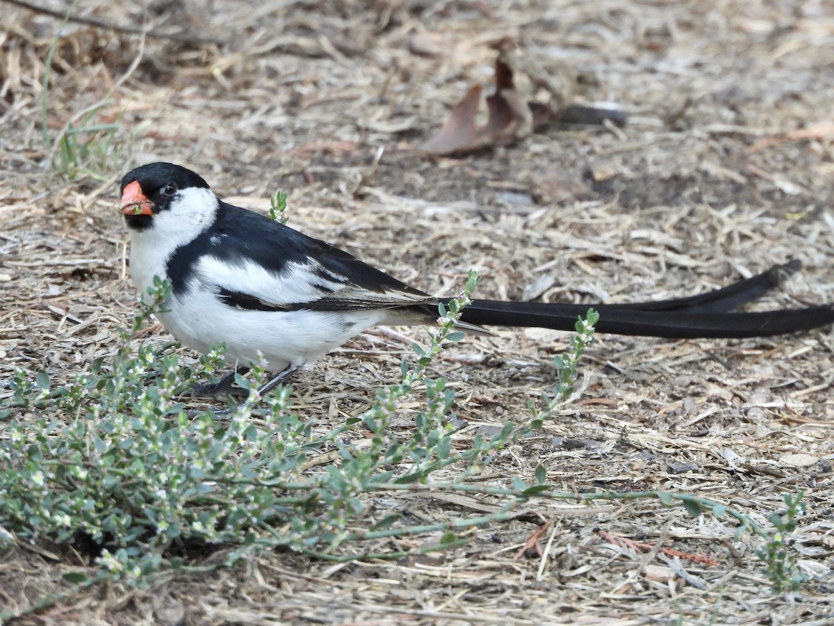 Pin-tailed Whydah - ML624131353