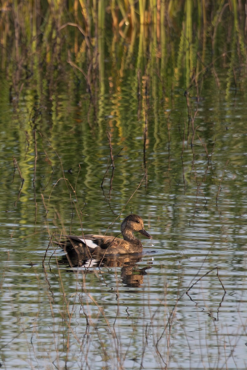 Canard chipeau - ML624131359