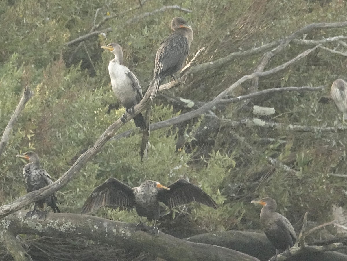 Double-crested Cormorant - ML624131361