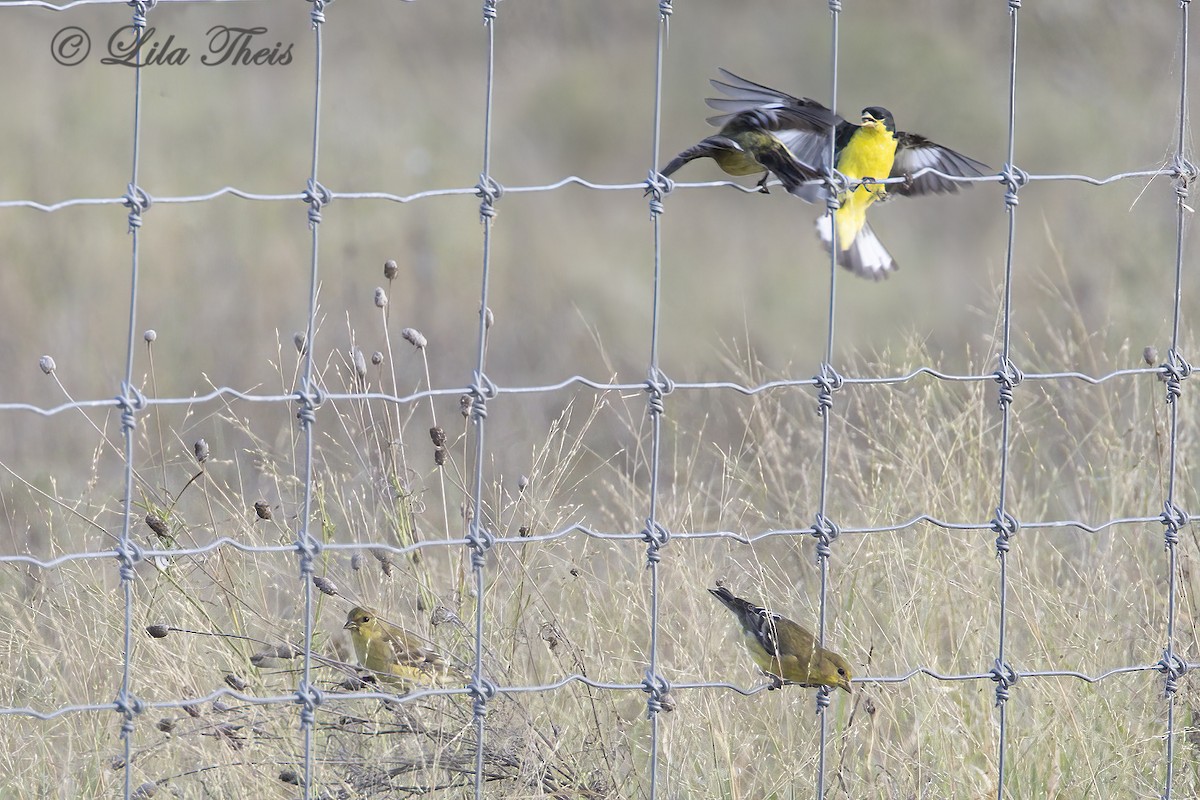 Lesser Goldfinch - ML624131363