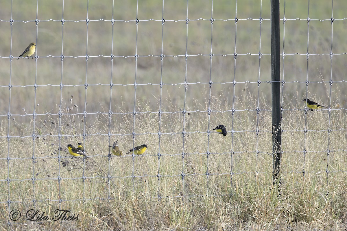 Lesser Goldfinch - ML624131364