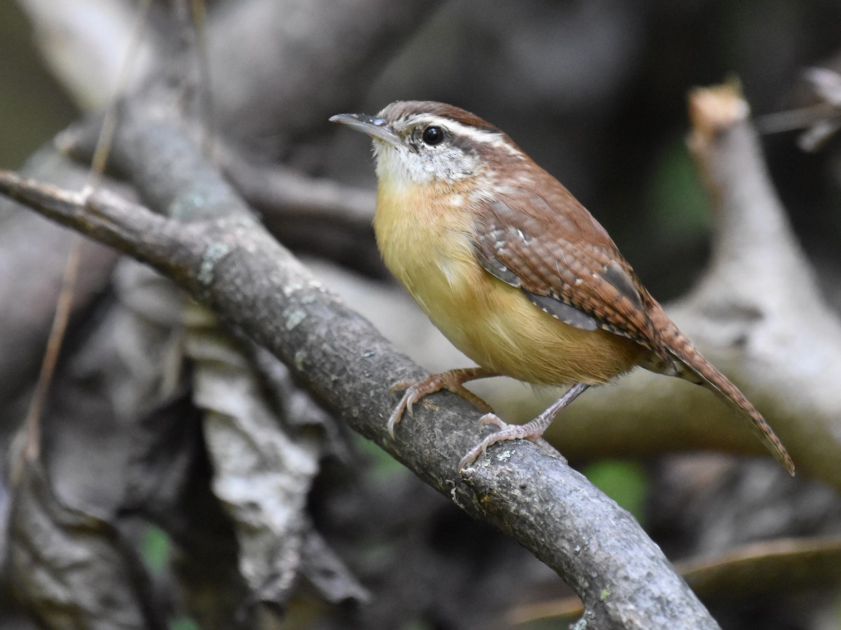 Carolina Wren - ML624131372