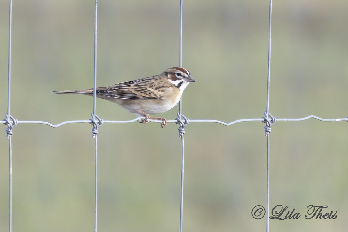 Lark Sparrow - ML624131379