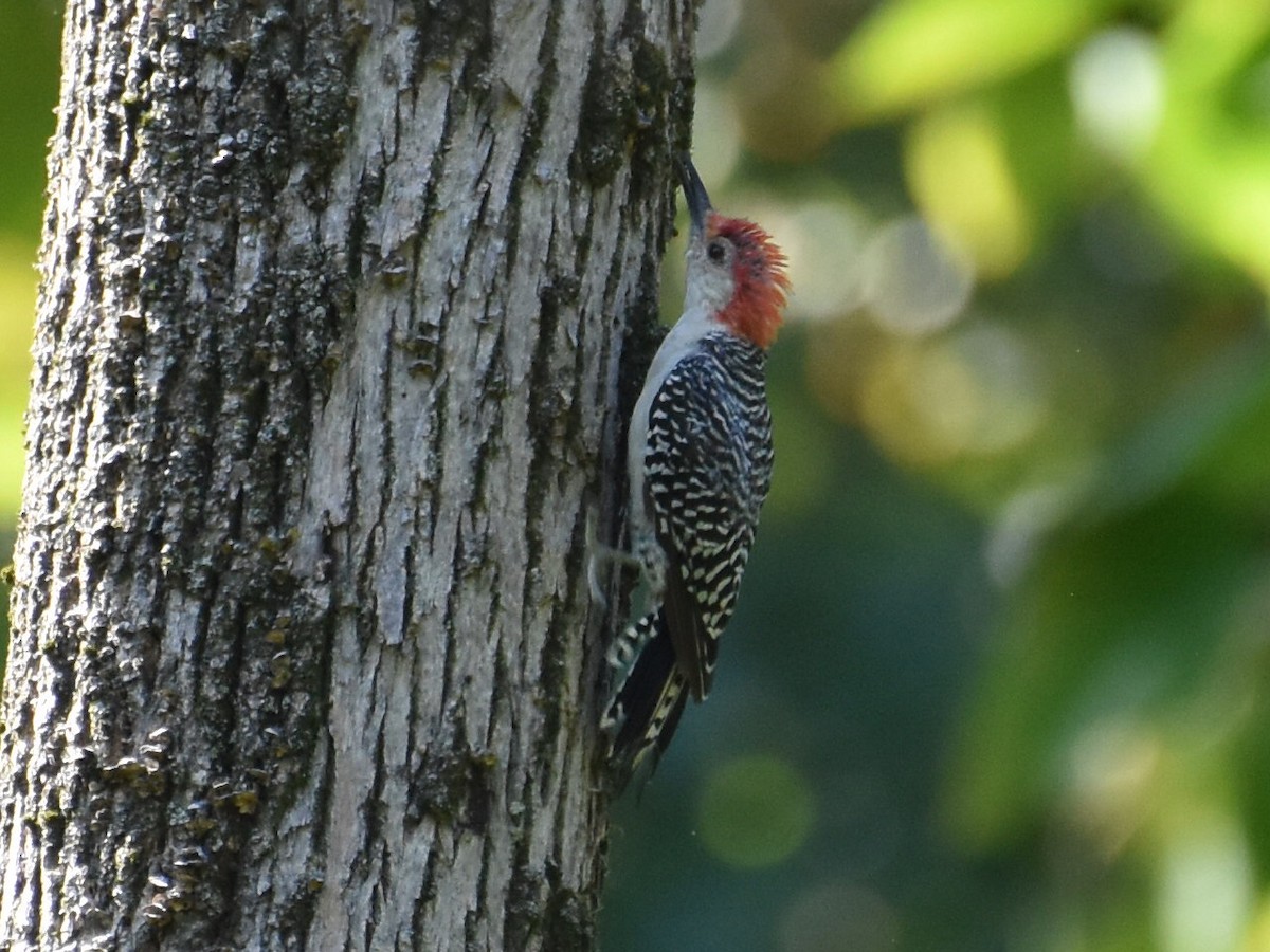 Red-bellied Woodpecker - ML624131380