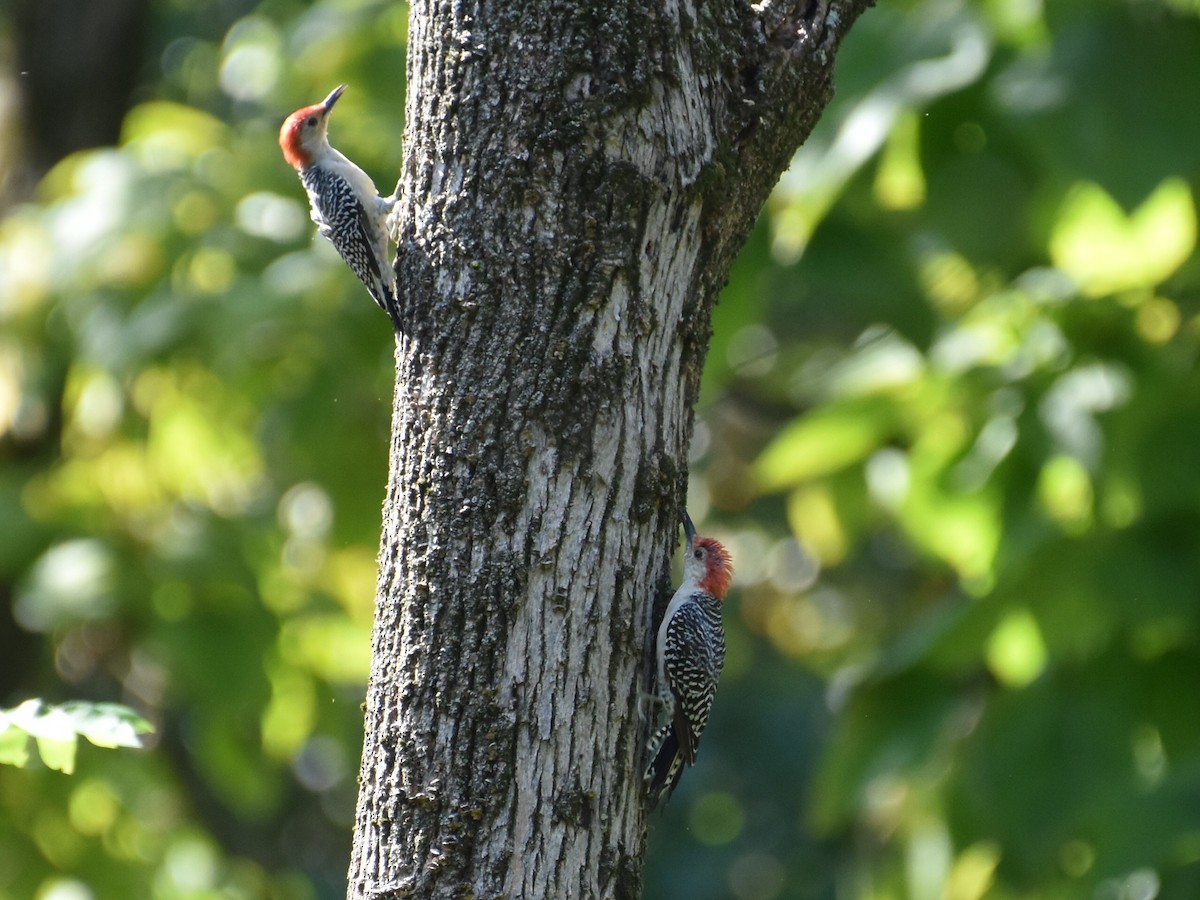 Red-bellied Woodpecker - ML624131389