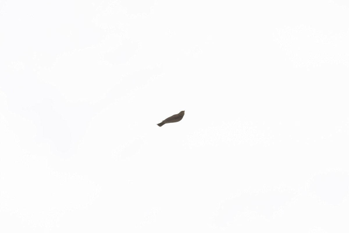 Horned Lark - Peter Mundale