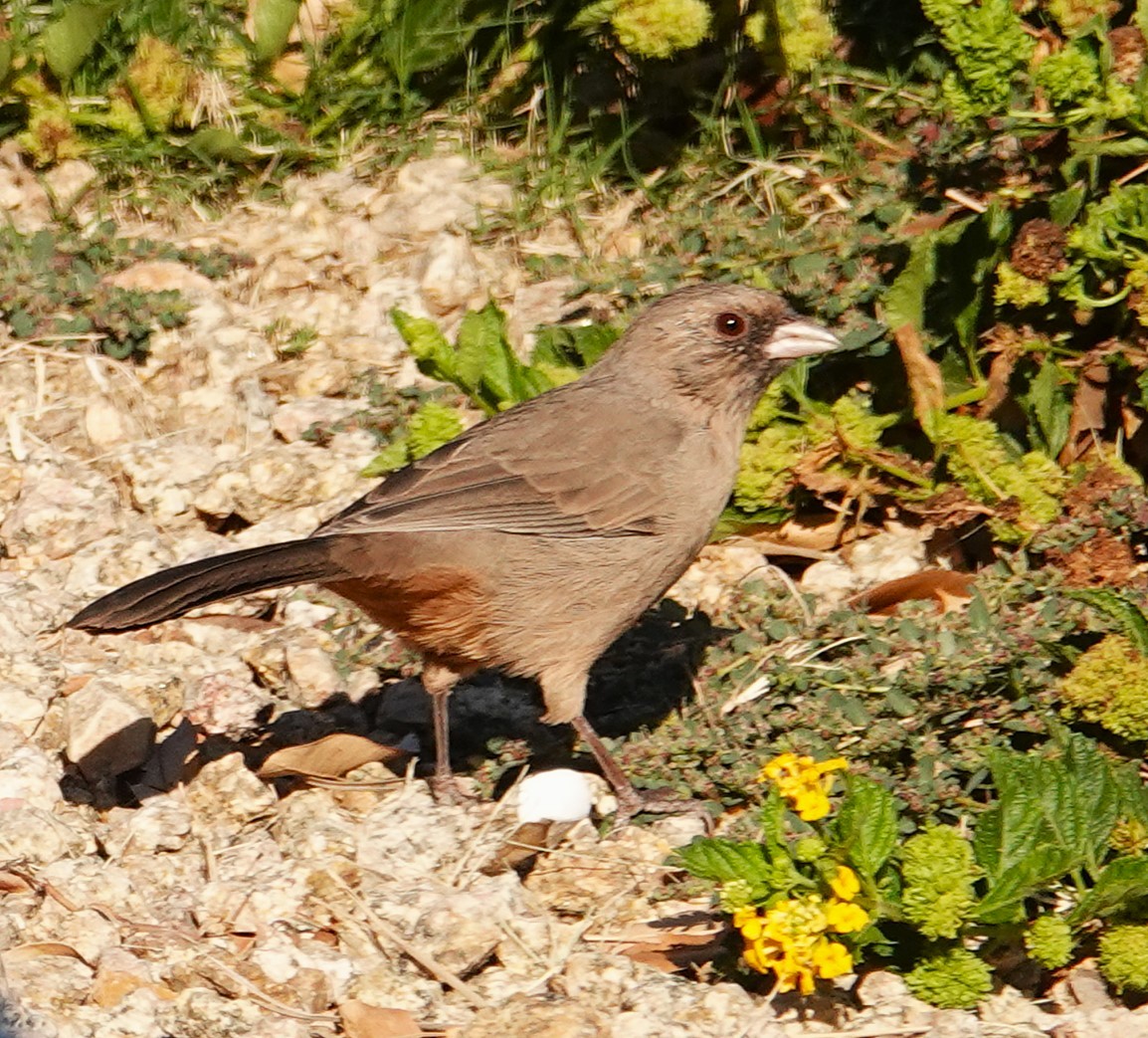 Abert's Towhee - Lillian Reis