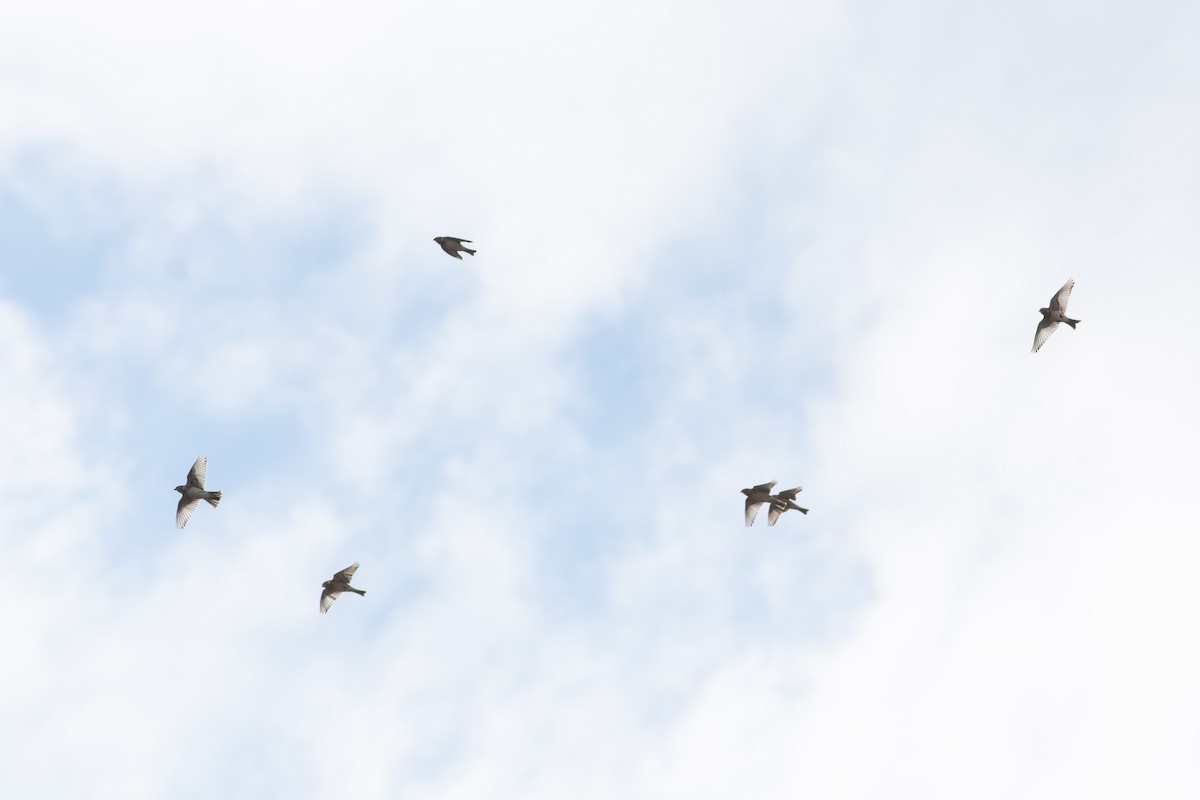 Lapland Longspur - Peter Mundale