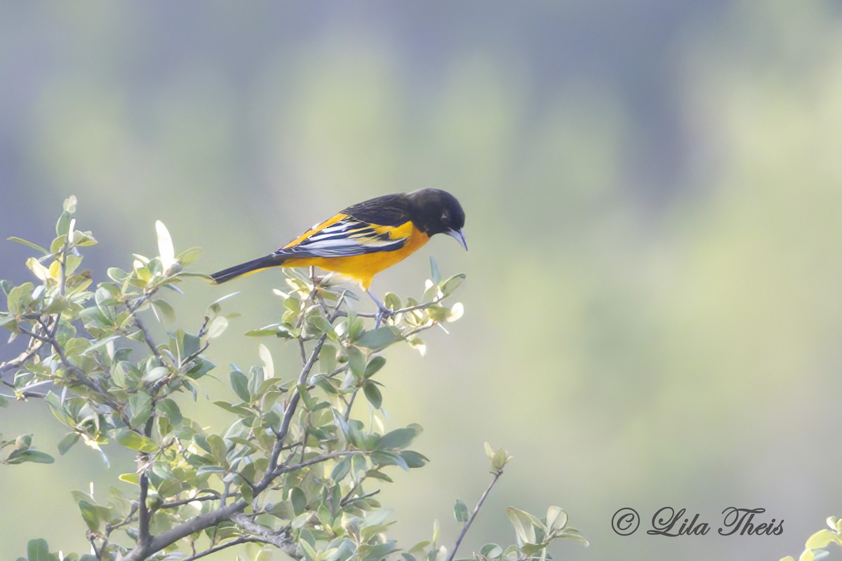 Baltimore Oriole - ML624131400