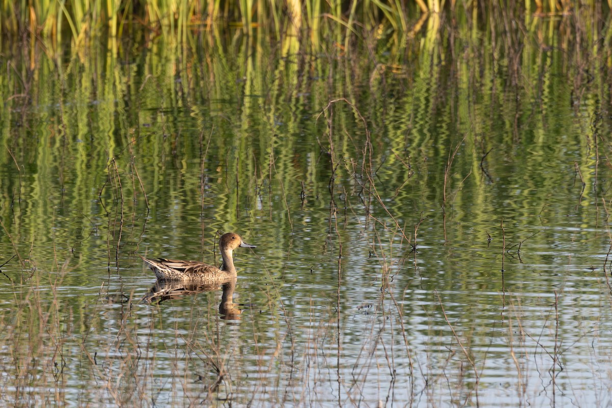 Canard pilet - ML624131421