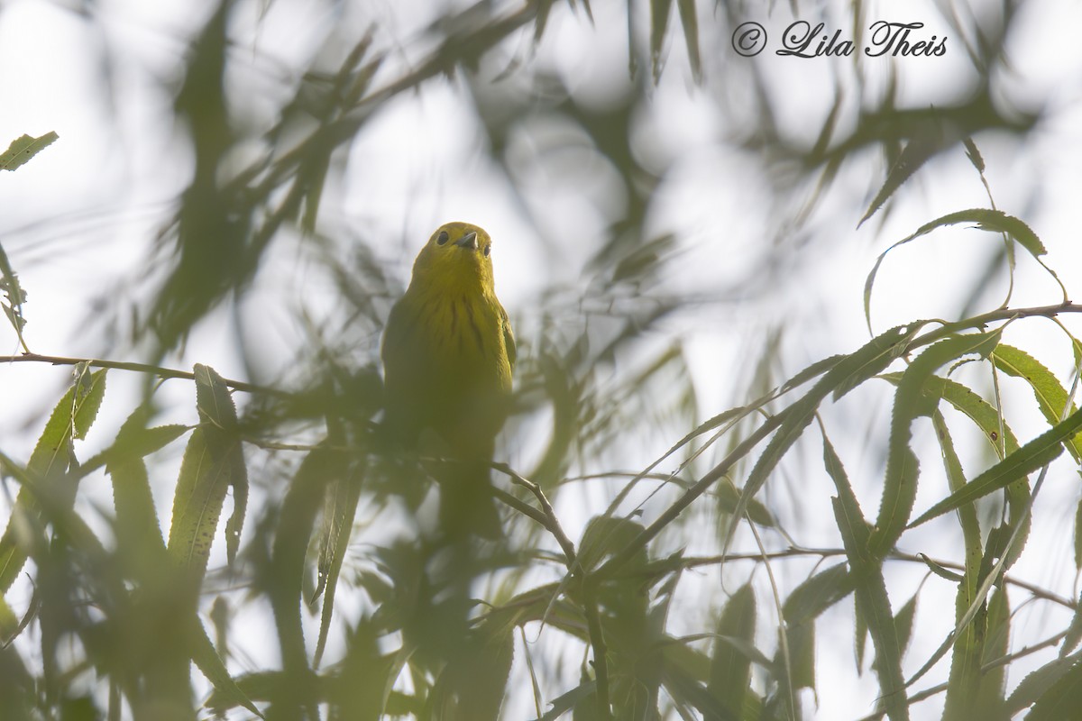 Yellow Warbler - Lila Theis