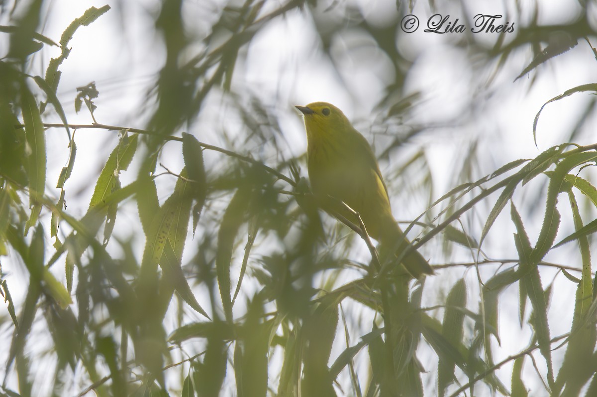 Yellow Warbler - ML624131423