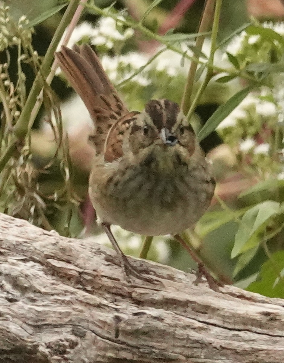 Swamp Sparrow - ML624131426