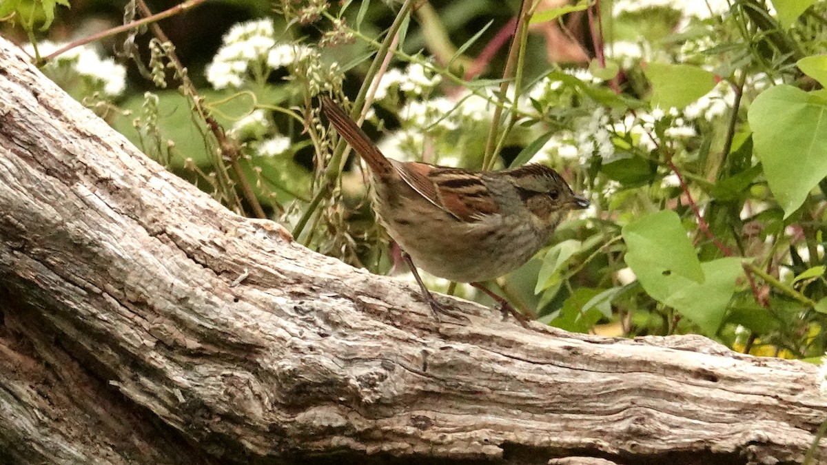 Swamp Sparrow - ML624131427