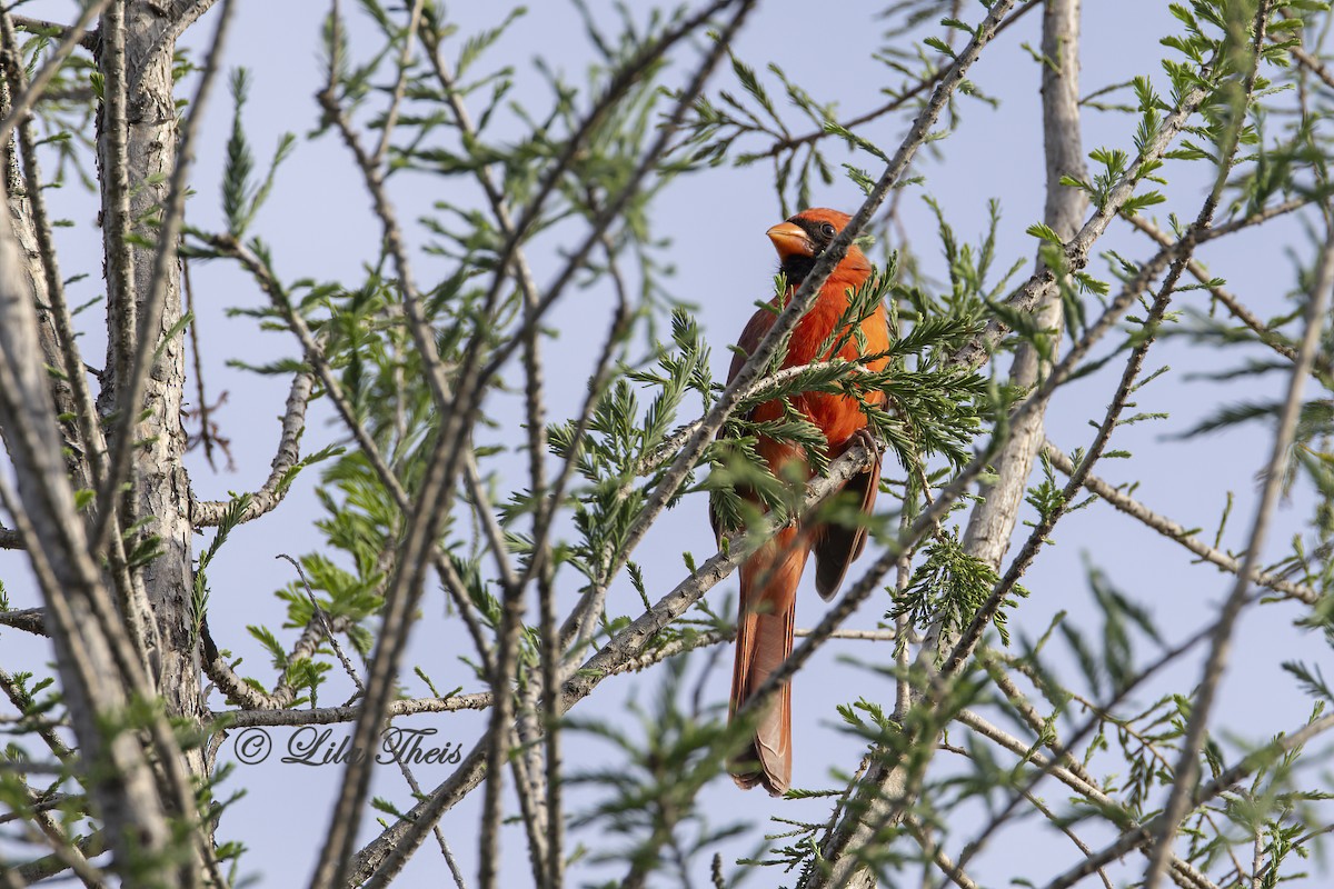 Northern Cardinal - ML624131442