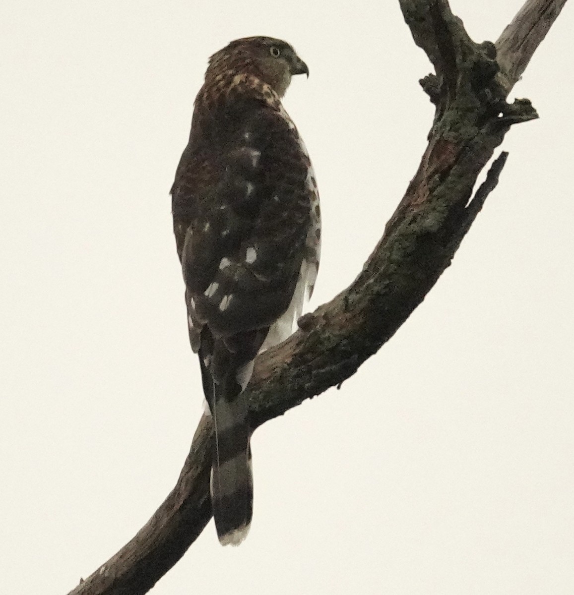 Cooper's Hawk - ML624131445