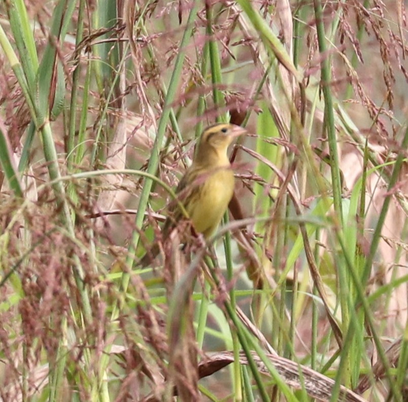 Bobolink - ML624131447