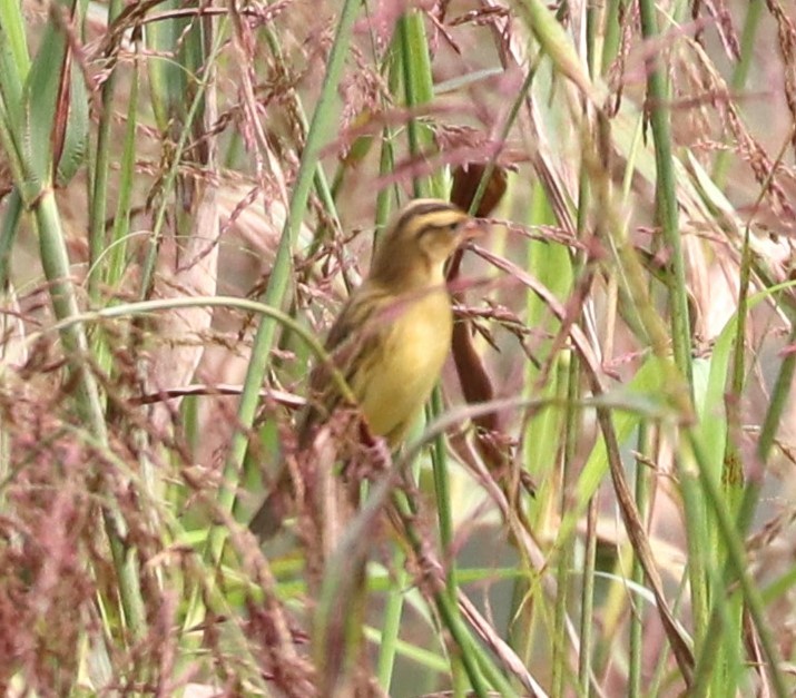 Bobolink - ML624131448