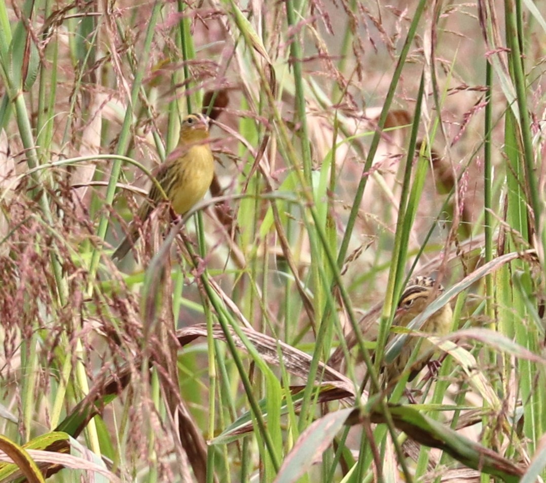 Bobolink - ML624131449