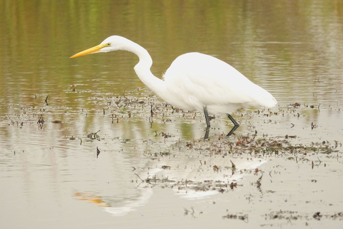 Great Egret - ML624131454