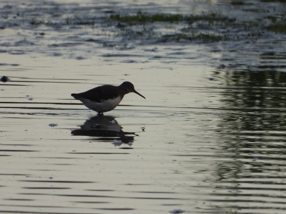 Common Sandpiper - ML624131459