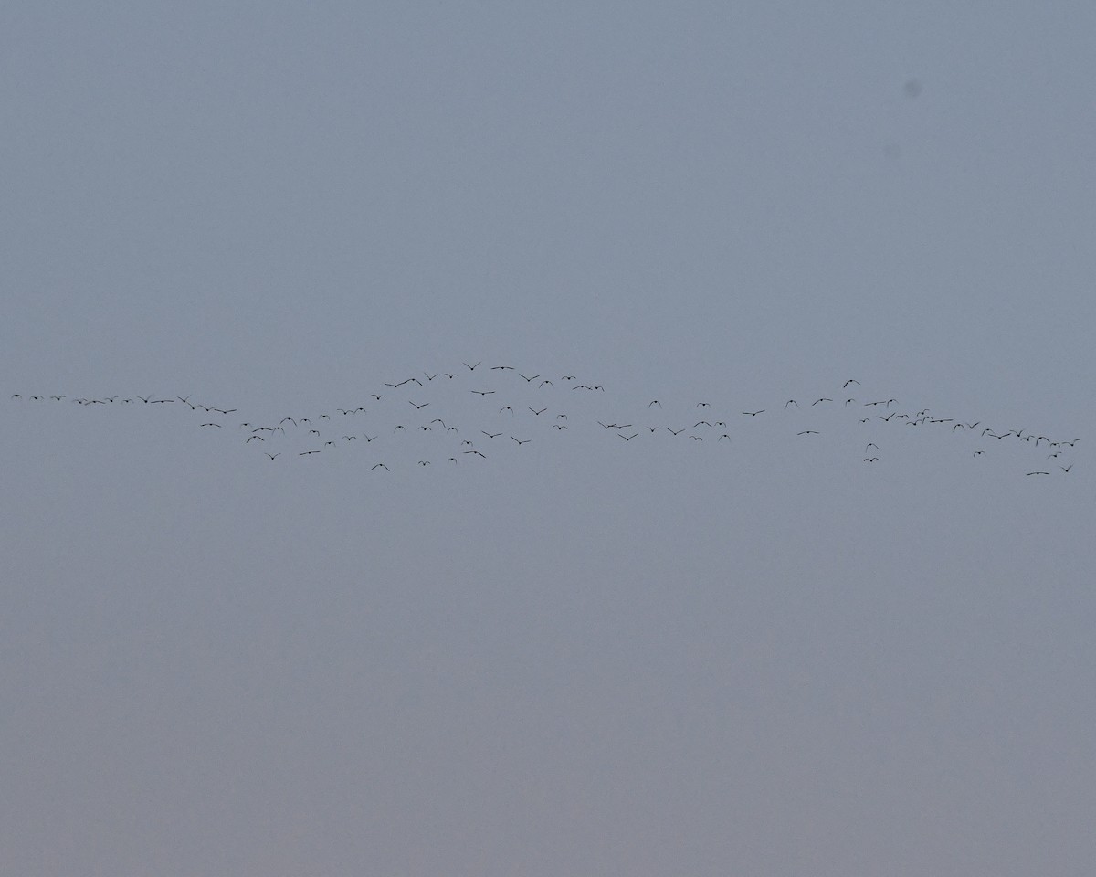 White-faced Ibis - Ted Wolff