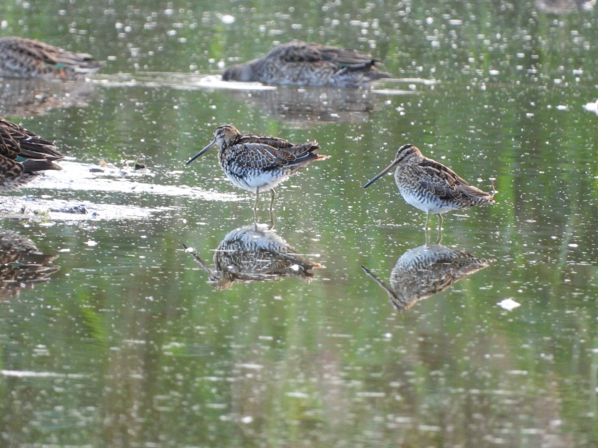 Common Snipe - ML624131482