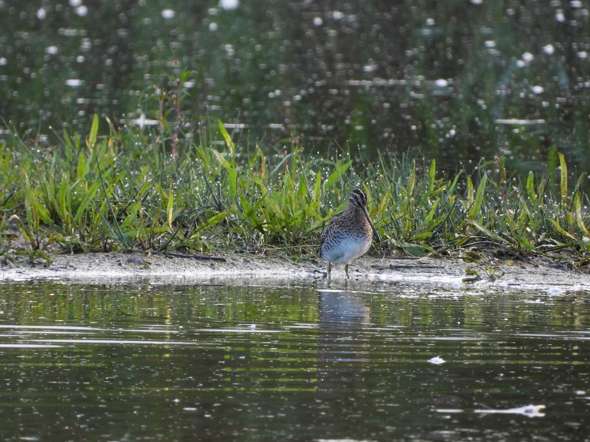 Common Snipe - ML624131484