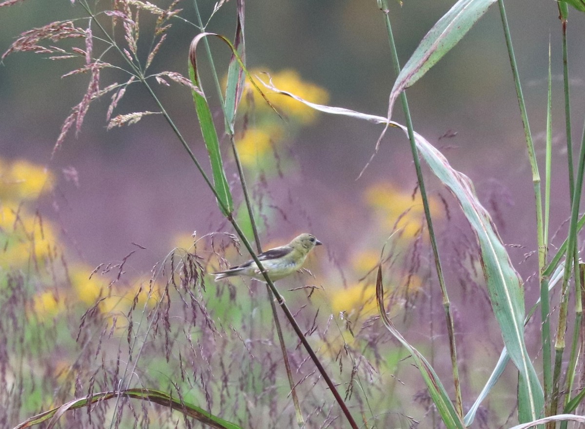 Chardonneret jaune - ML624131487