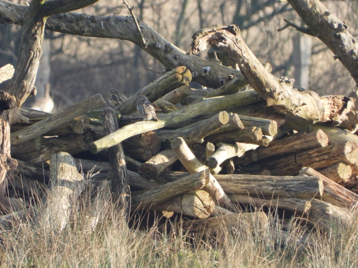 Little Owl - ML624131510