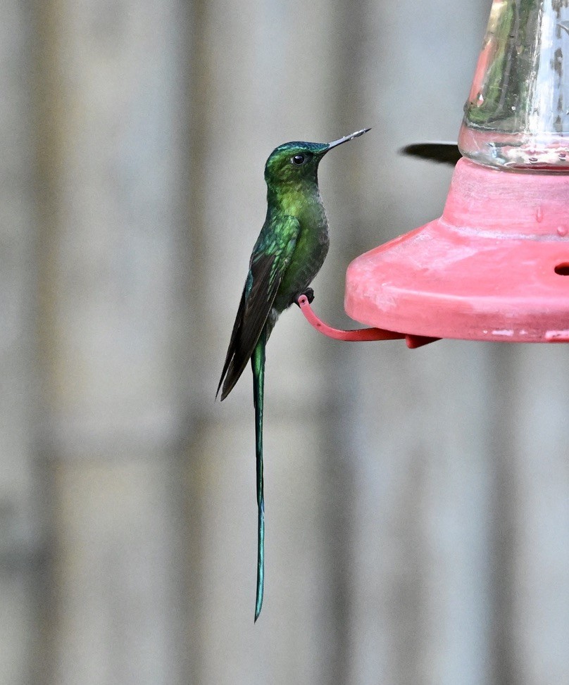 Long-tailed Sylph - ML624131517