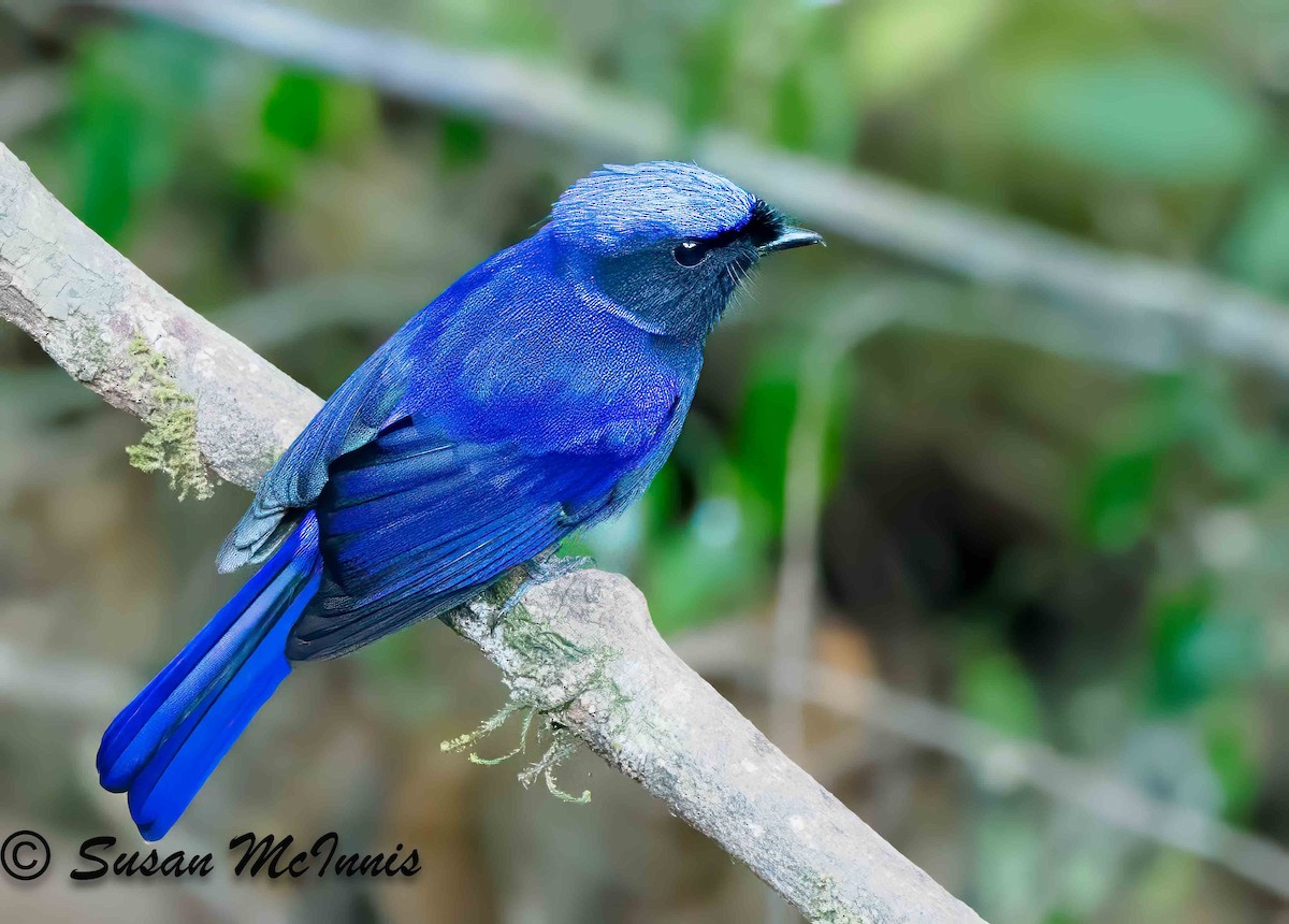 White-tailed Robin - ML624131541