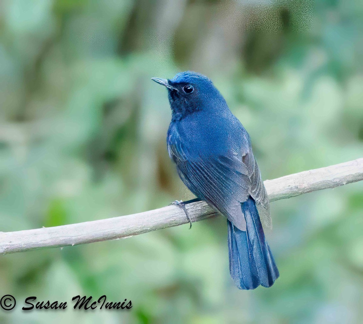 White-tailed Robin - ML624131547