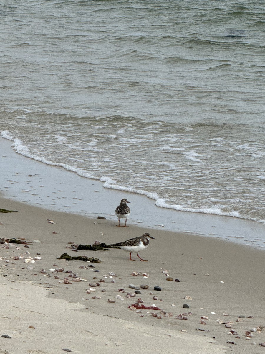 Ruddy Turnstone - ML624131568