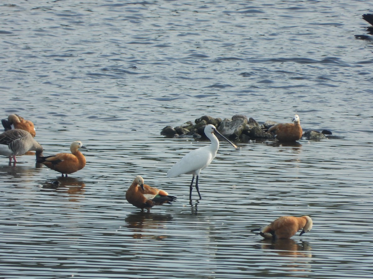 Eurasian Spoonbill - ML624131577