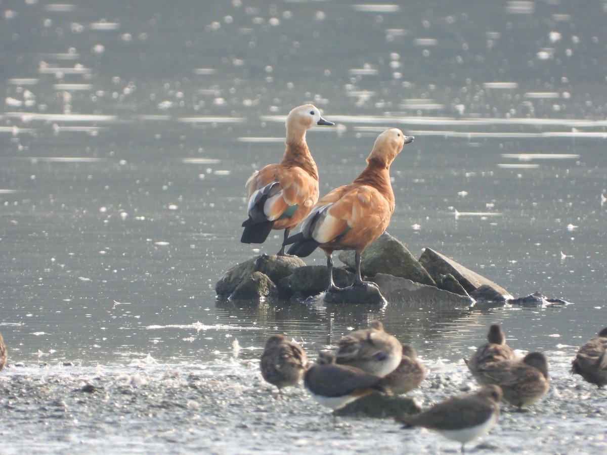 Ruddy Shelduck - ML624131585